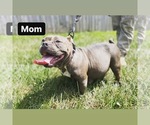 Small Photo #1 American Bully Mikelands  Puppy For Sale in CHARLOTTE, NC, USA