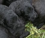 Small Photo #2 Aussiedoodle Puppy For Sale in BIRCHWOOD, TN, USA