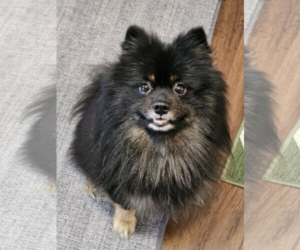 Medium Photo #2 Pomeranian Puppy For Sale in Lebanon, PA, USA