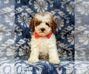 Cavapoo-Poodle (Miniature) Mix Puppy for sale in BIRD IN HAND, PA, USA