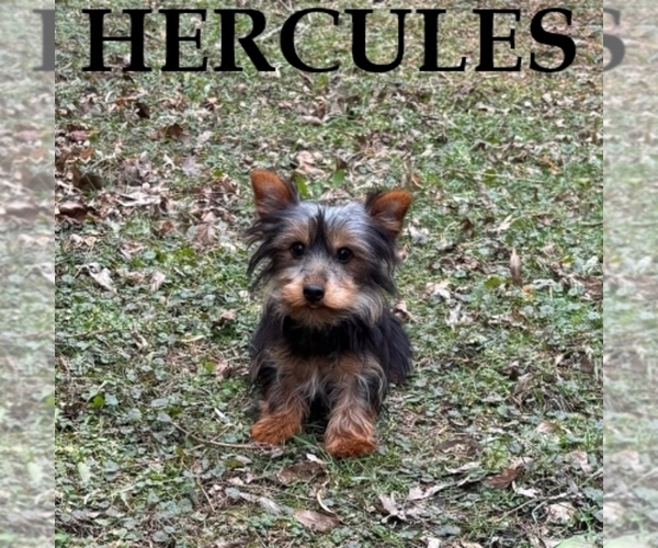 Medium Photo #2 YorkiePoo Puppy For Sale in HARTLAND, MN, USA