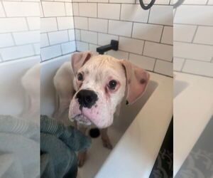 Boxer Dogs for adoption in Dumont, NJ, USA