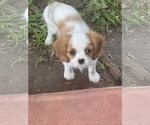 Puppy Rosie Cavalier King Charles Spaniel