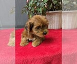 Small Photo #5 YorkiePoo Puppy For Sale in DUNNVILLE, KY, USA