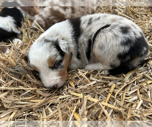 Medium Photo #54 Australian Shepherd Puppy For Sale in SMITHS GROVE, KY, USA
