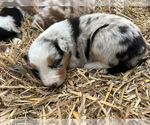 Small #3 Australian Shepherd