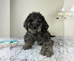 Small #4 Goldendoodle