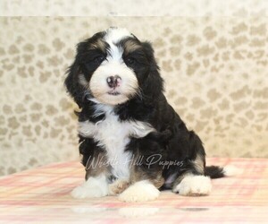 Miniature Bernedoodle Puppy for sale in DENVER, PA, USA