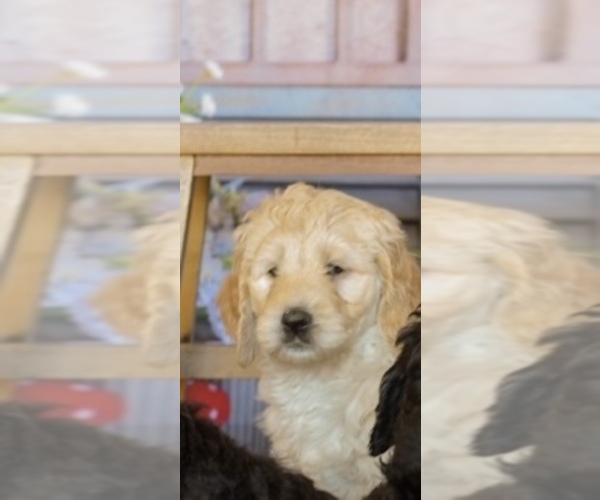 Medium Photo #2 Goldendoodle Puppy For Sale in VALENCIA, CA, USA
