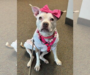 Wiggles - Female Mutt Dog for Adoption - Photo #14