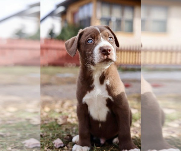 Medium Photo #2 American Staffordshire Terrier-Unknown Mix Puppy For Sale in Duluth, MN, USA