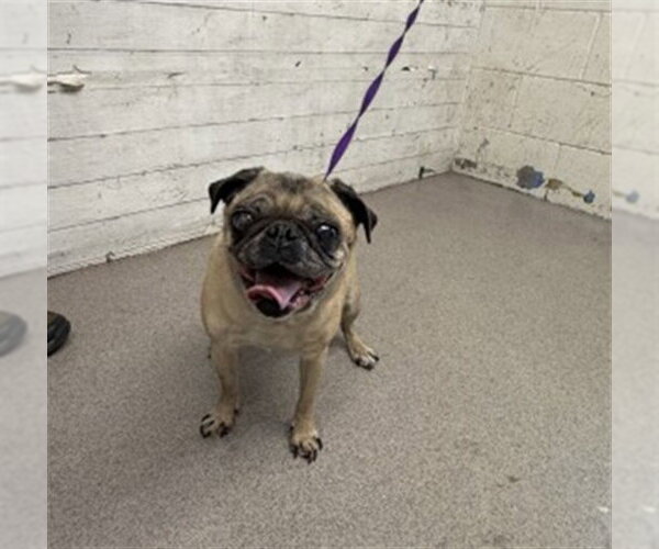 Medium Photo #1 Pug Puppy For Sale in San Bernardino, CA, USA