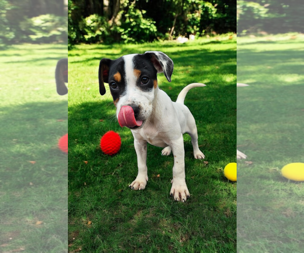 Medium Photo #23 Basenji-Rat Terrier Mix Puppy For Sale in McKinney, TX, USA