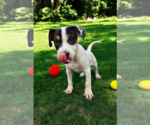 Small #22 Basenji-Rat Terrier Mix