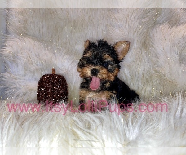 Medium Photo #7 Yorkshire Terrier Puppy For Sale in HAYWARD, CA, USA