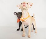 Small #5 Chihuahua Mix