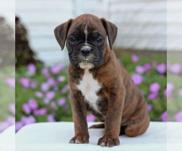 Medium Photo #4 Boxer Puppy For Sale in GORDONVILLE, PA, USA