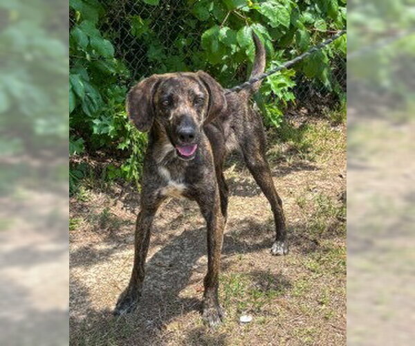 Medium Photo #5 Plott Hound-Unknown Mix Puppy For Sale in Glen Allen, VA, USA