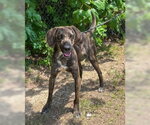 Small Photo #5 Plott Hound-Unknown Mix Puppy For Sale in Glen Allen, VA, USA