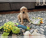 Small Photo #36 Golden Retriever Puppy For Sale in WASECA, MN, USA