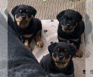 Rottweiler Puppy for sale in GARBERVILLE, CA, USA
