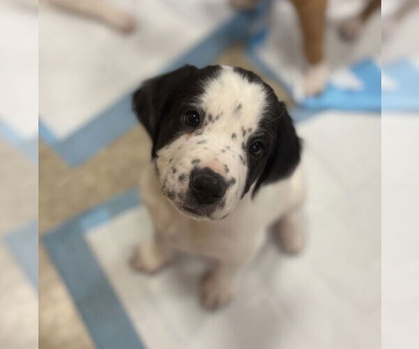 Medium Photo #9 Mutt Puppy For Sale in Wenonah, NJ, USA