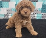 Small Photo #5 Goldendoodle (Miniature) Puppy For Sale in BLAKESBURG, IA, USA