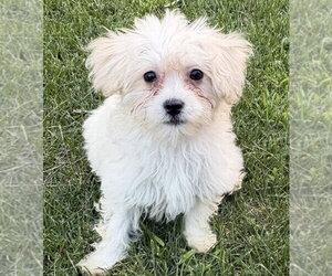 Maltese-Unknown Mix Dogs for adoption in Andover, MN, USA