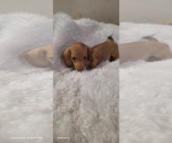 Medium Photo #8 Dachshund Puppy For Sale in TWENTYNINE PALMS, CA, USA