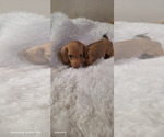 Small #7 Dachshund