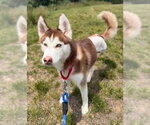 Small Siberian Husky