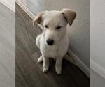 Small Great Pyrenees