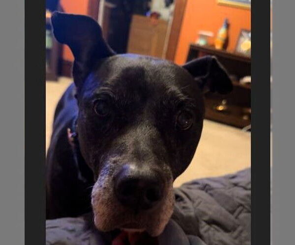Medium Photo #2 American Pit Bull Terrier-Unknown Mix Puppy For Sale in Fargo, ND, USA