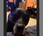 Small #1 American Pit Bull Terrier Mix