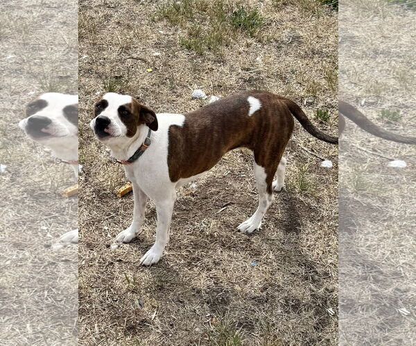 Medium Photo #2 American Pit Bull Terrier-Unknown Mix Puppy For Sale in Polson, MT, USA