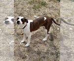 Small Photo #2 American Pit Bull Terrier-Unknown Mix Puppy For Sale in Polson, MT, USA