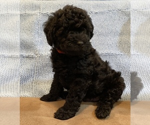 Miniature Labradoodle Puppy for sale in BILLERICA, MA, USA