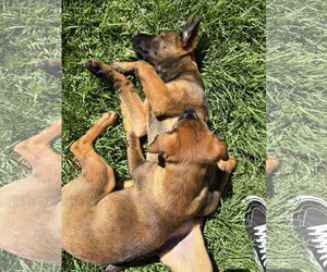 Zoey - Female German Shepherd Dog-Unknown Mix Dog for Adoption - Photo #4