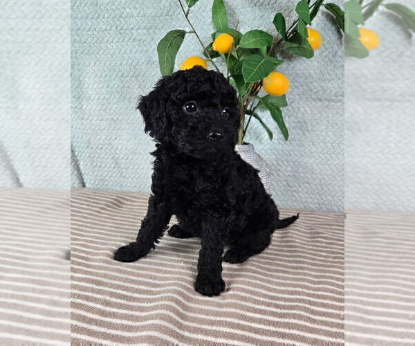 Medium Photo #3 Goldendoodle (Miniature) Puppy For Sale in GREENFIELD, IN, USA