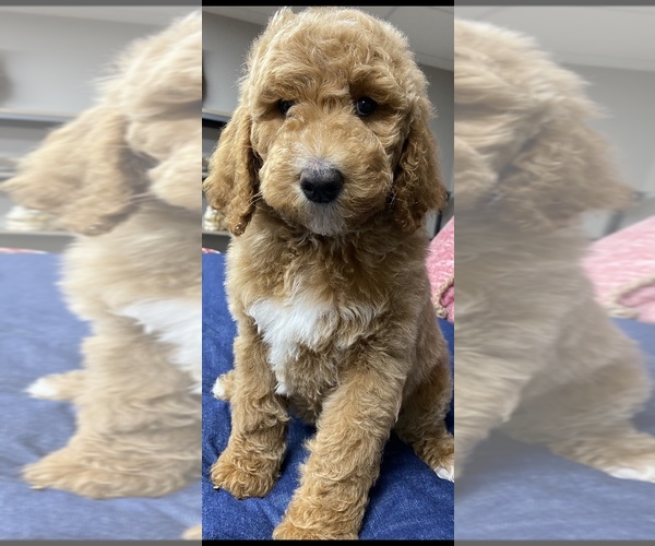 Medium Photo #6 Goldendoodle-Poodle (Standard) Mix Puppy For Sale in RICHMOND, IL, USA