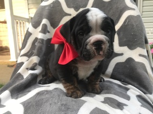 Bulldog Puppy for sale in EAST EARL, PA, USA