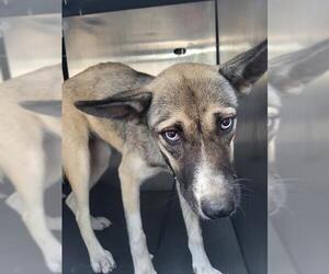 Huskies -Unknown Mix Dogs for adoption in San Antonio, TX, USA