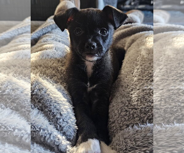 Medium Photo #2 Chihuahua-Unknown Mix Puppy For Sale in Corona, CA, USA
