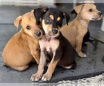 Small #3 Chihuahua Mix