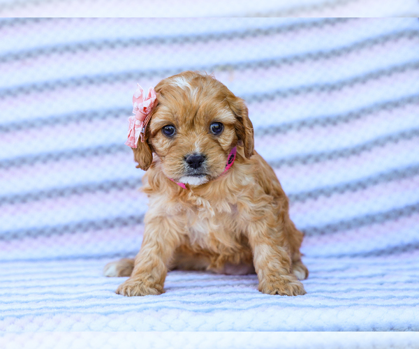 Medium Photo #1 Cavapoo (Miniature) Puppy For Sale in LIBERTY, KY, USA