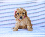 Puppy Barbie Cavapoo (Miniature)