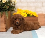 Small Photo #6 Poodle (Toy) Puppy For Sale in SAN FRANCISCO, CA, USA