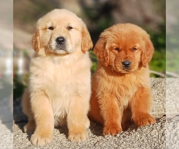 Medium Photo #2 Golden Retriever Puppy For Sale in BEVERLY HILLS, CA, USA