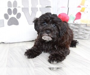 Yo-Chon Puppy for sale in MARIETTA, GA, USA