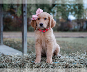 Golden Retriever Puppy for Sale in LIBERTY, Kentucky USA